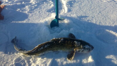 Vėgėlė, 2,0 kg — Kuršių