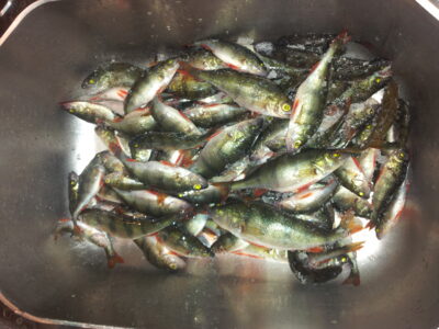 Ešerys, 2,5 kg — Kumpuolis