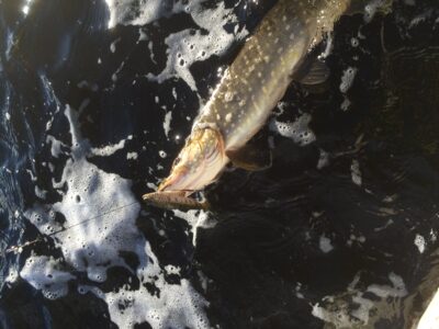 Lydeka, 2,2 kg — Loch of Aboyne