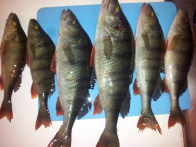 Ešerys, 1,0 kg