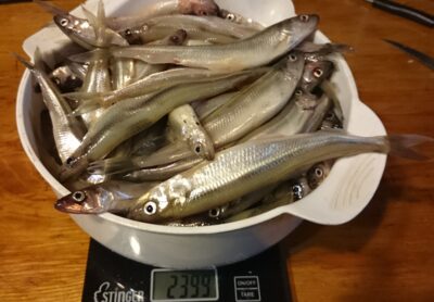 Stinta, 2,4 kg — Kuršių