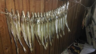 Stinta — Kuršių
