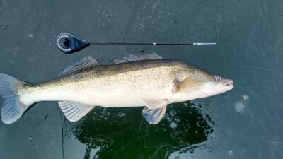 Starkis, 2,3 kg — Ygla