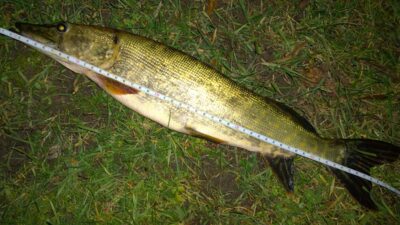 Lydeka, 1,2 kg