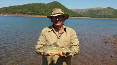 Largescale Yellowfish, 1,1 kg — Loskop Dam