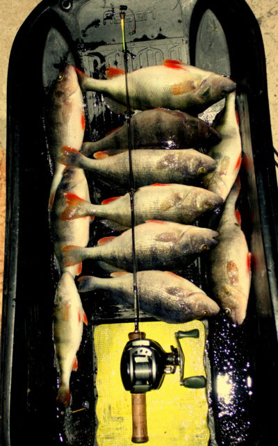 Ešerys, 0,4 kg — Nemunas