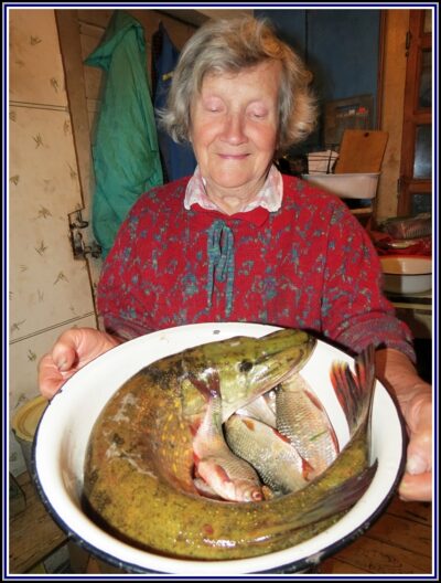 Lydeka, 3,5 kg — Minija
