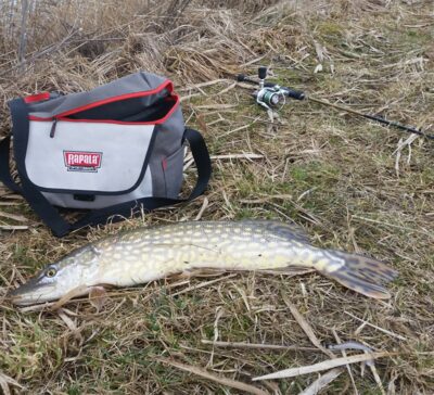 Lydeka, 1,7 kg