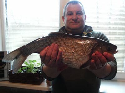 Mekne, 1,8 kg — Nevėžis