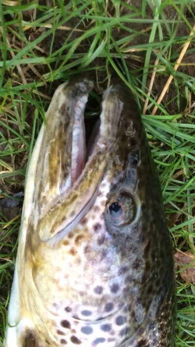 Upėtakis, 2,7 kg — River Don