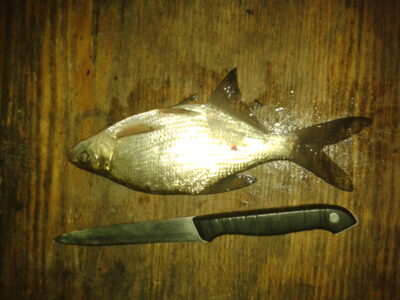 Karšis, 0,1 kg