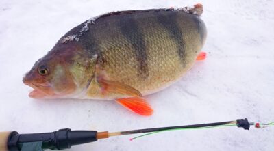 Ešerys, 1,3 kg — Šventas