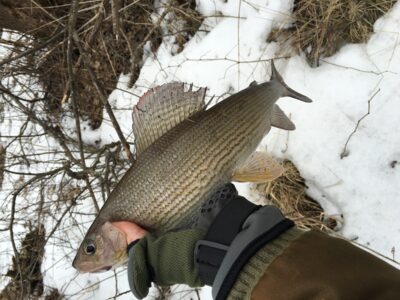 Kiršlys, 0,5 kg