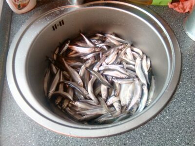 Stinta, 4,7 kg