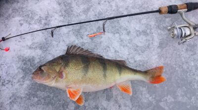 Ešerys, 0,8 kg — Šventas