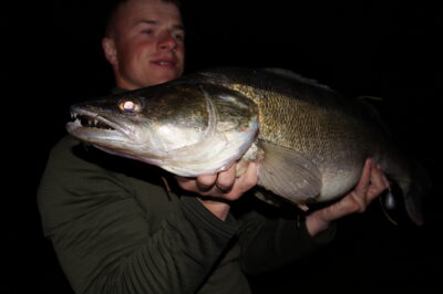 Starkis, 5,5 kg