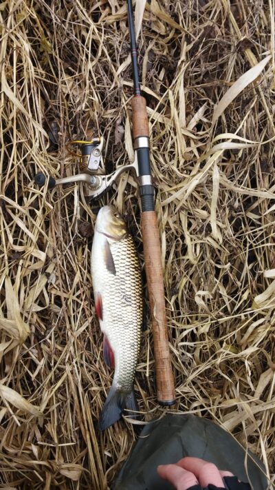 šapalas, 0,5 kg