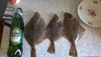 Upinė plekšnė ×3 — Baltijos jūra