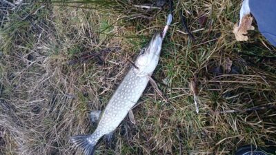 Lydeka, 1,0 kg — Loch of Aboyne