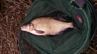 Karšis, 1,0 kg — Nevėžis