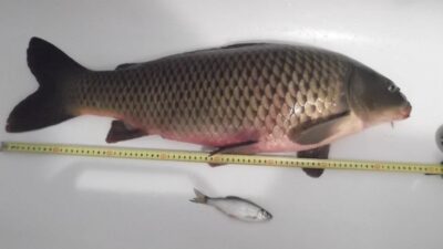 Paprastasis karpis, 7,0 kg