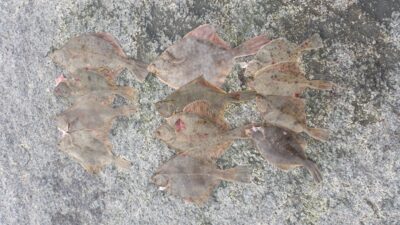 Jūrinė plekšnė ×12 — Baltijos jūra