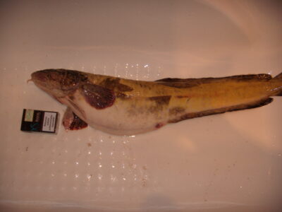 Vėgėlė, 2,9 kg — ATMATA