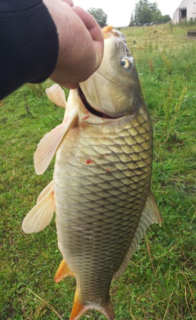 Paprastasis karpis, 3,2 kg — Varduva