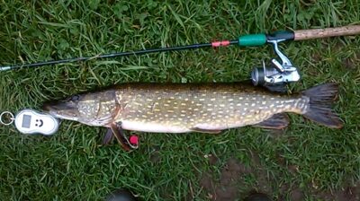 Lydeka, 2,7 kg