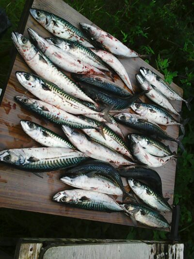 Skumbrė