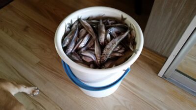 Stinta, 10,0 kg — RUSNĖ