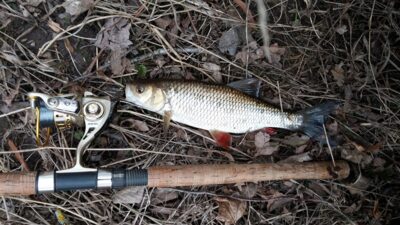 šapalas, 0,5 kg