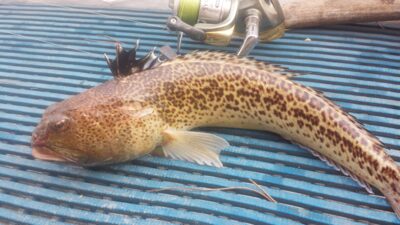 Gyvagimde vegele, 0,7 kg — Viduržemio jūra