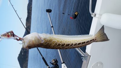 Gyvagimde vegele, 0,3 kg — Viduržemio jūra