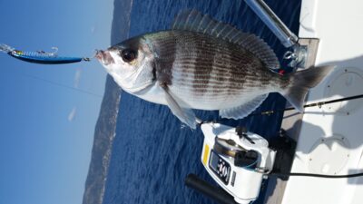 , 1,8 kg — Viduržemio jūra