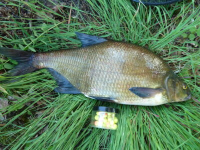 Karšis, 2,5 kg
