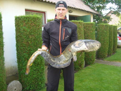 šamas, 14,2 kg