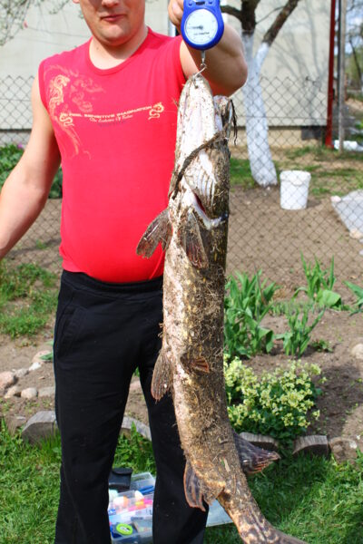 Lydeka, 7,8 kg