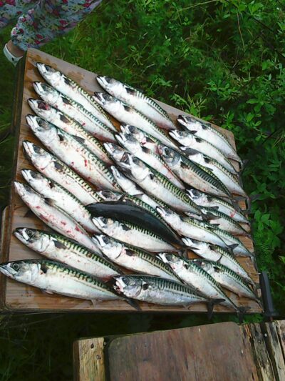 Skumbrė