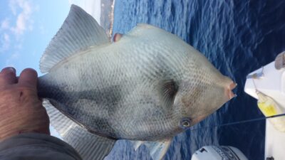 , 1,8 kg — Viduržemio jūra