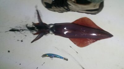 , 0,3 kg — Viduržemio jūra