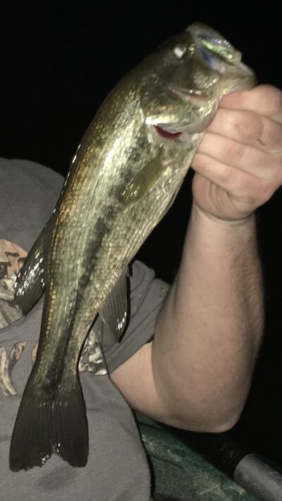 Mažažiotis upėtakinis ešerys, 0,9 kg