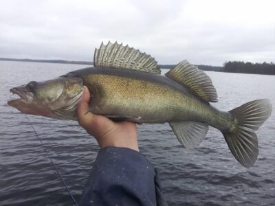 Starkis, 3,3 kg