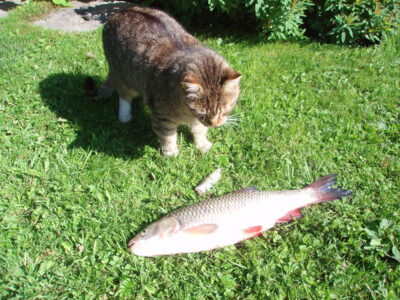 šapalas, 1,2 kg