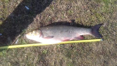 šapalas, 1,6 kg — Dubysa