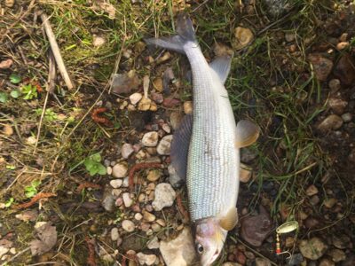 Kiršlys, 0,9 kg — Vilnia