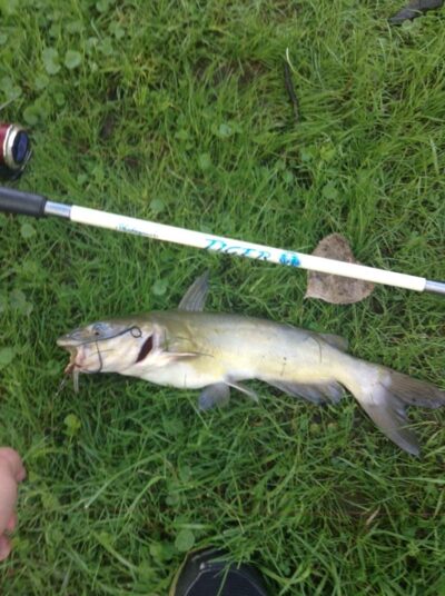 Baltoji katžuvė, 1,4 kg — Ottawa River
