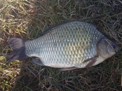 Sidabrinis karosas, 0,8 kg