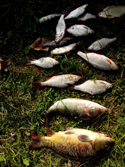 Ešerys, 0,9 kg