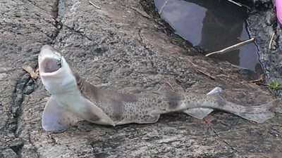 Melsvasis ryklys, 5,1 kg — Norvegijos jūra